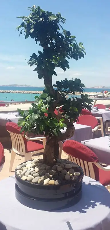 Bonsaï sur une table de la terrasse, vue sur la mer